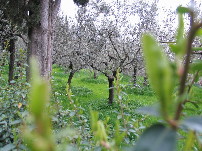 ulivi - grigioverde (Assisi)