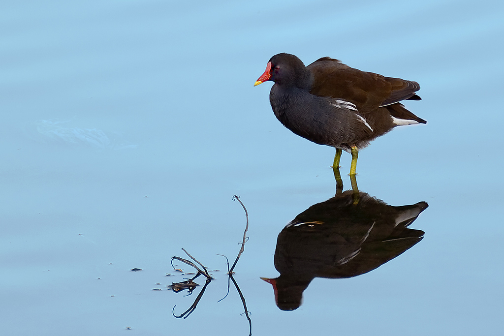 La mia prima gallinella