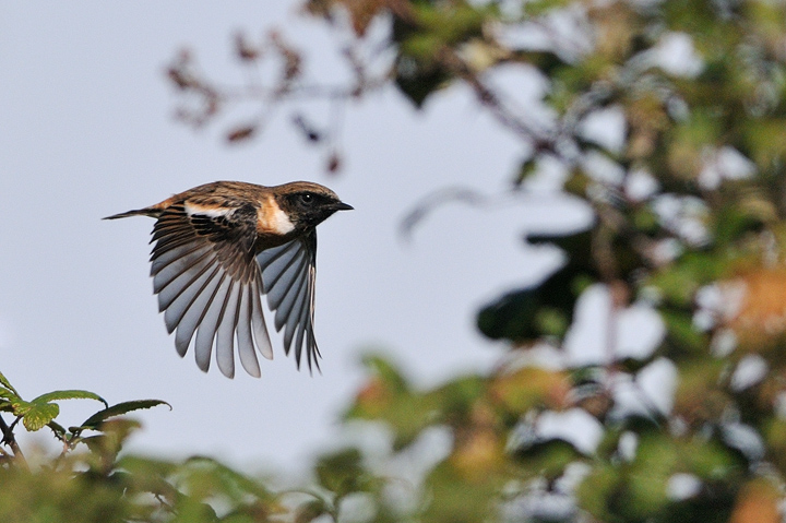 Il volo del Saltinpalo maschio