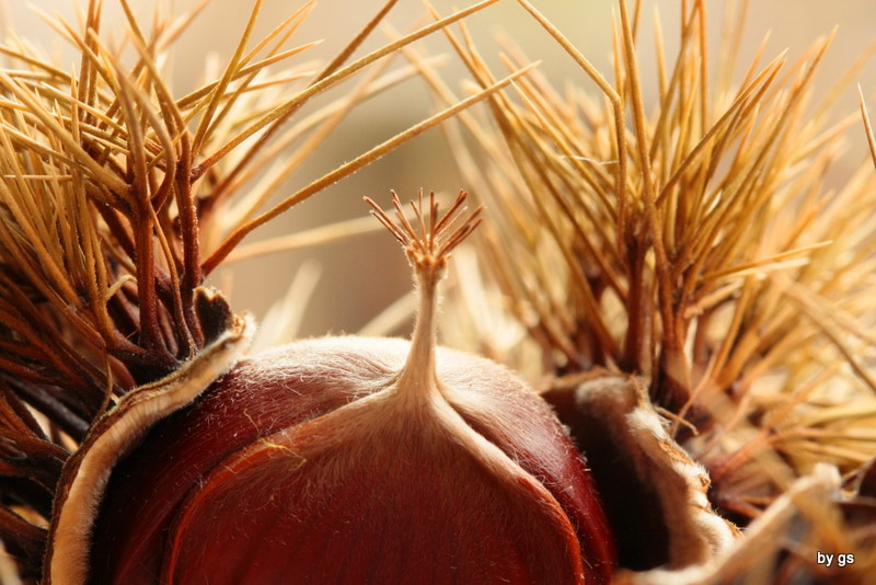 castagne