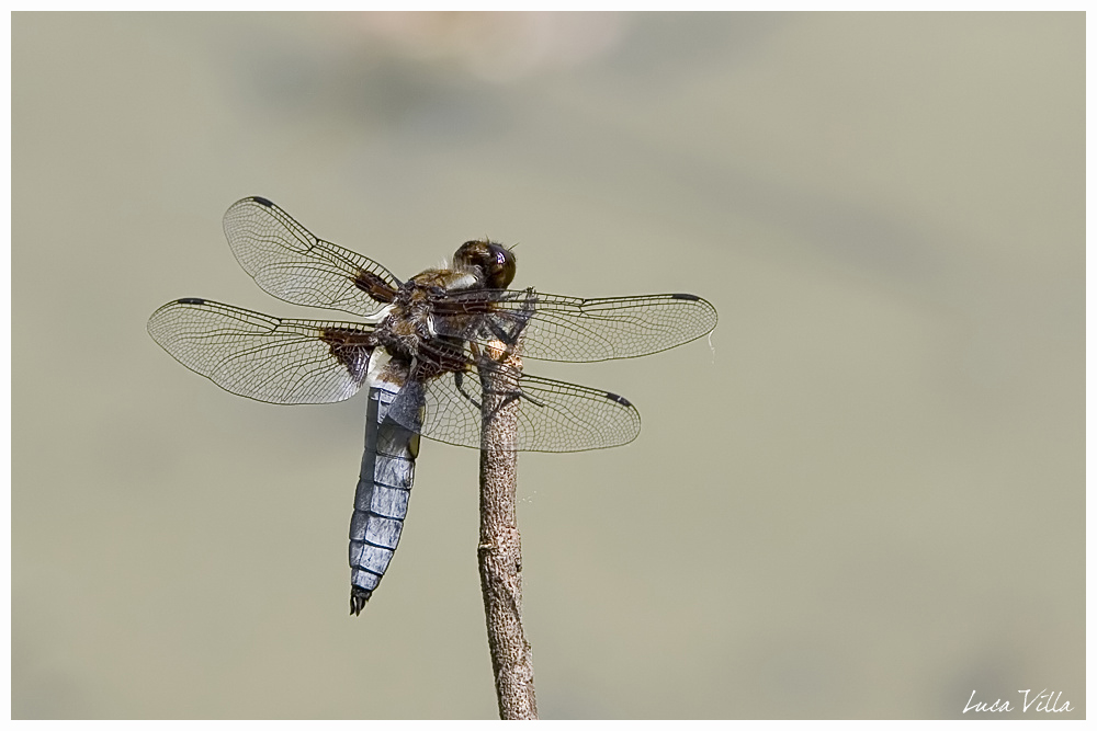 Libellula depressa