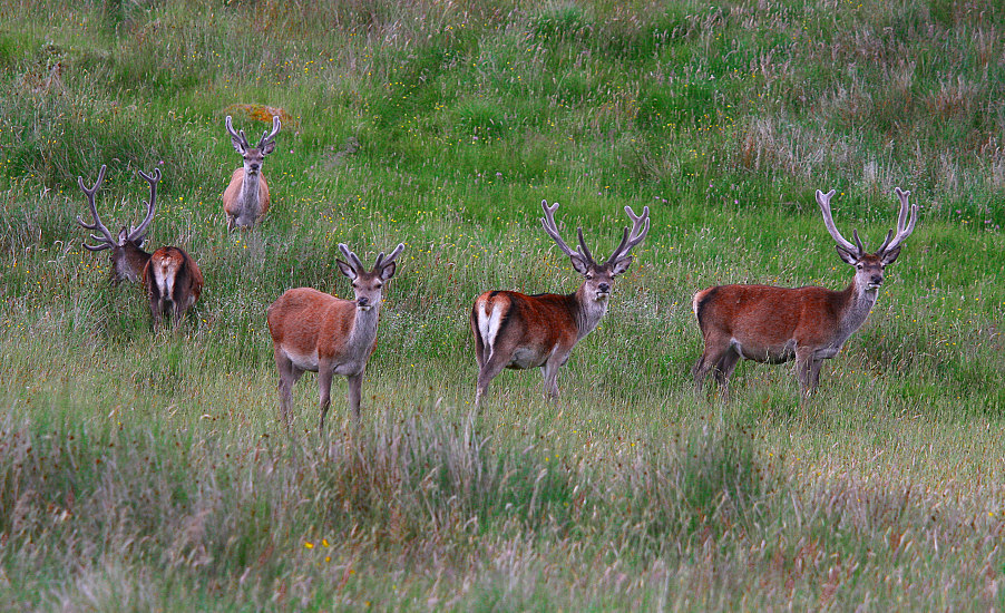 CERVI ROSSI SCOZZESI