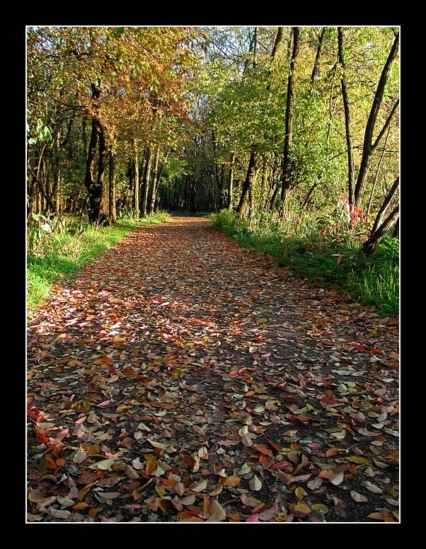 c'� una strada nel bosco...