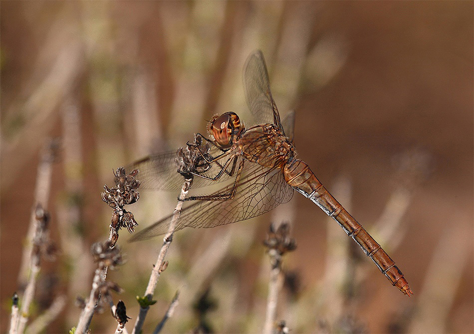 ...E' Autunno Anche Per Lei...!!!
