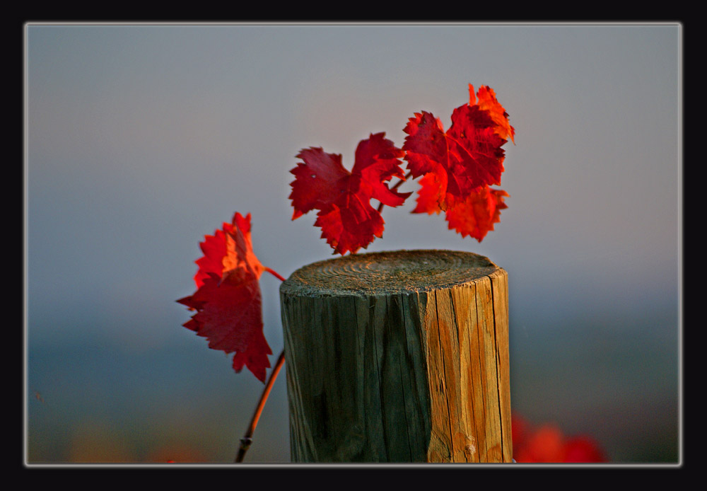 Tramonto..Sul Sagrantino..