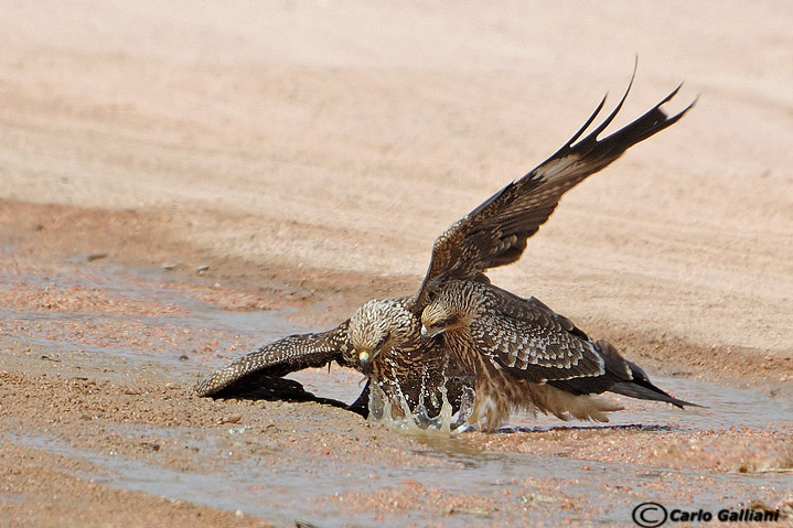 La lotta per l'acqua nel deserto