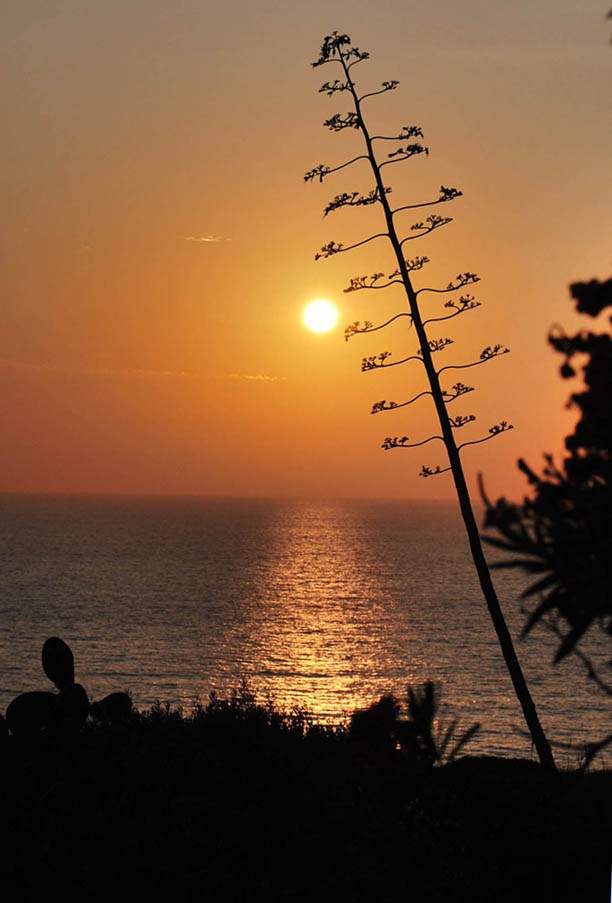 Summer suggestions at sunset