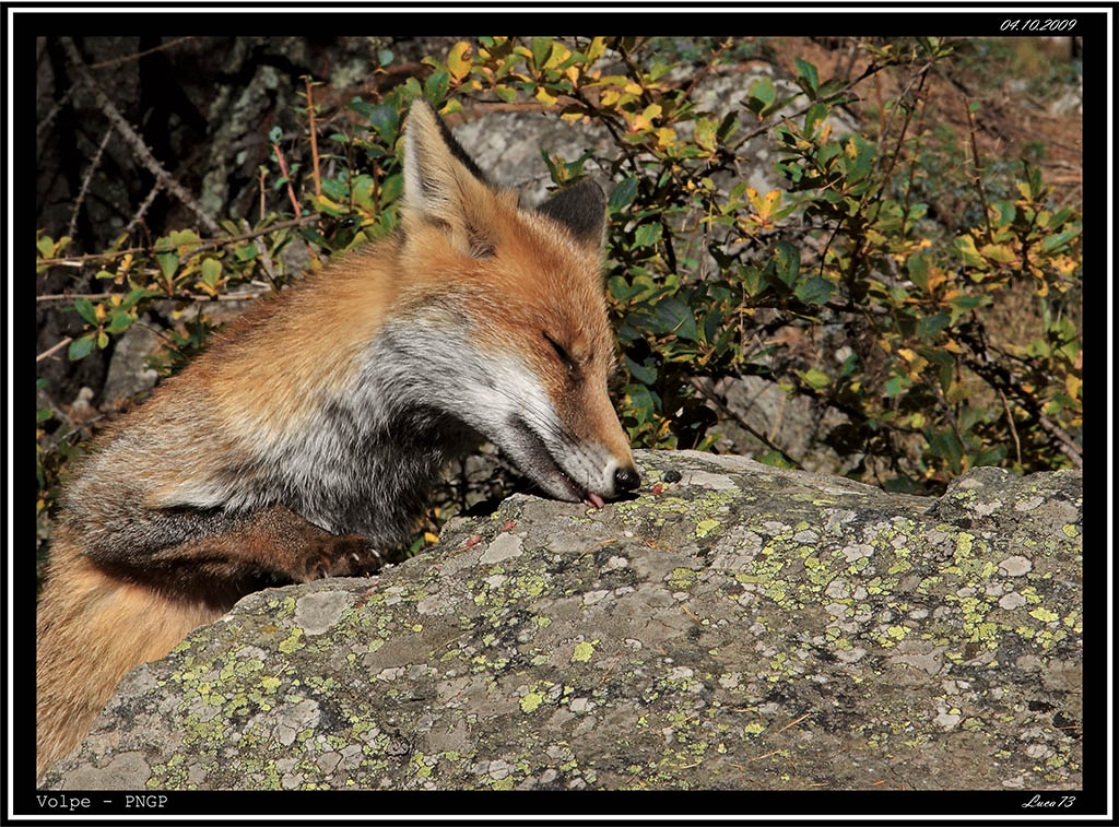 Volpe # 24