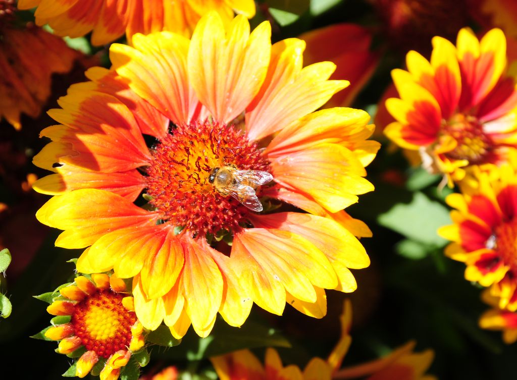 Il lavoro del giorno