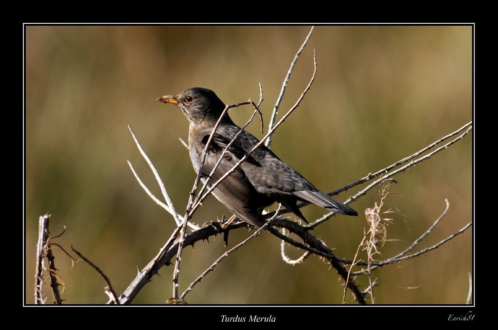 Turdus merula