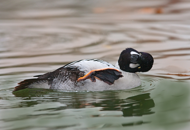 Anatra quattrocchi (Bucephala clangula) - grattatina