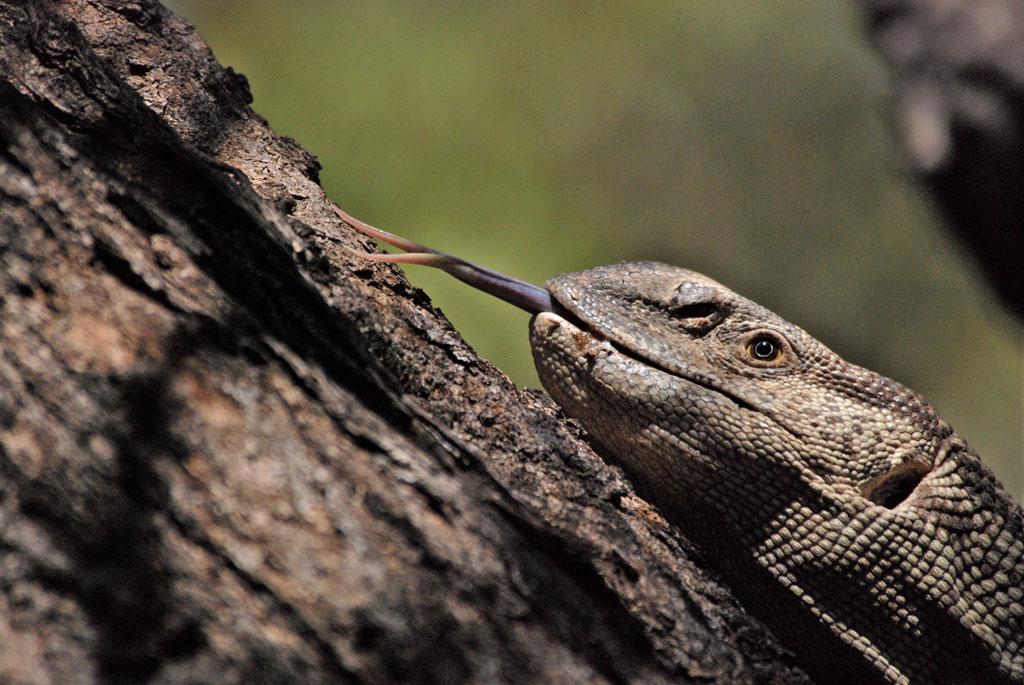 Monitor Lizard a caccia