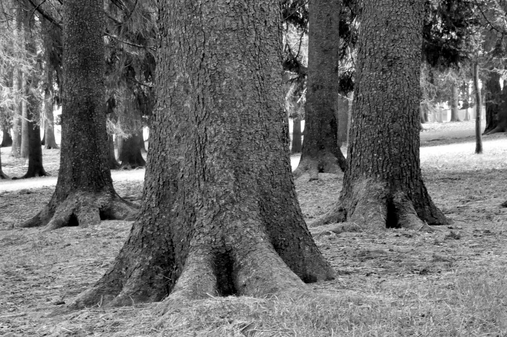 Le zampe dell'elefante