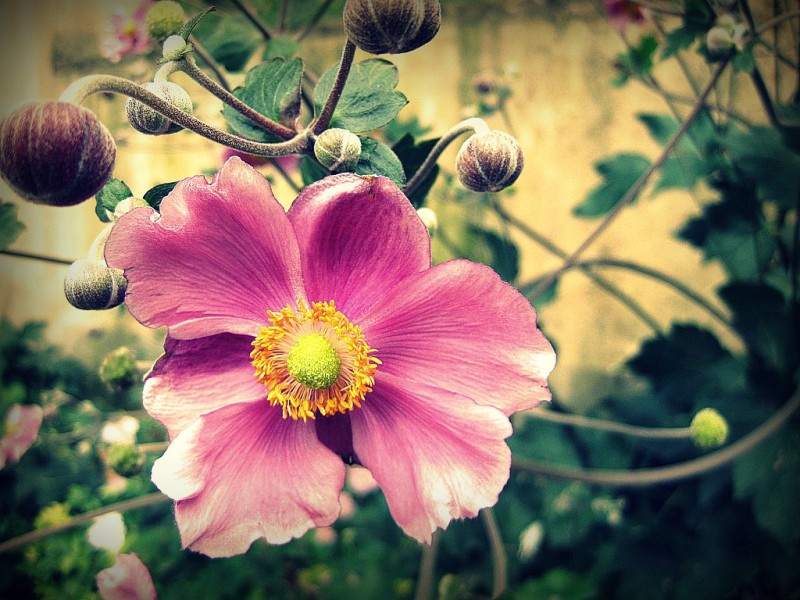 Ogni petalo, si finge di essere una rosa