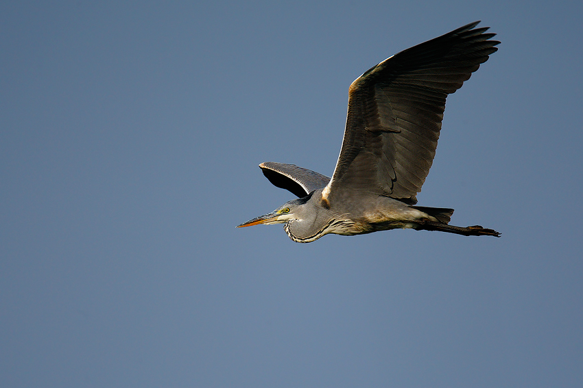 Il Volo del Cenerino...