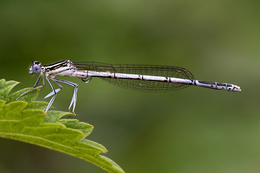 Platycnemis con goccia