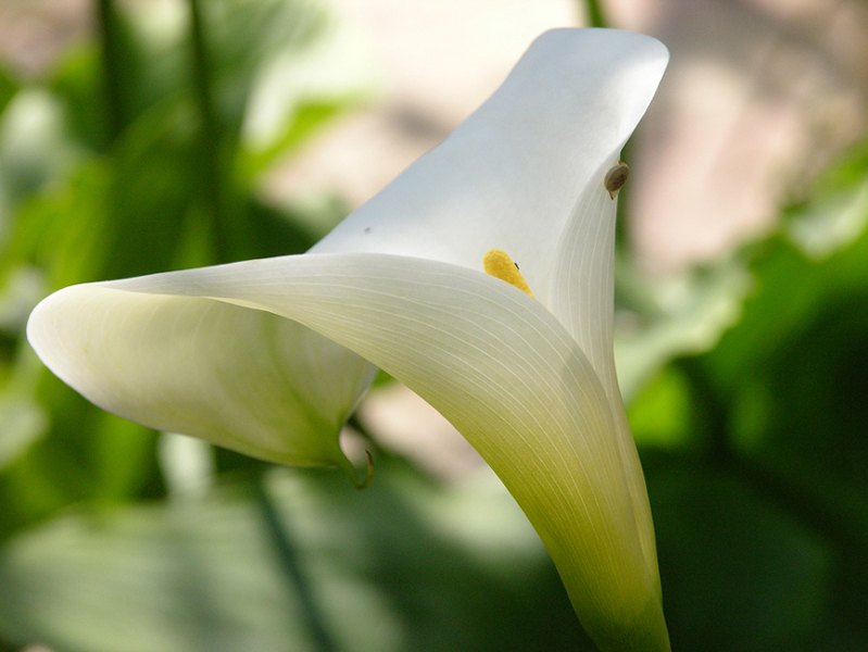 calla
