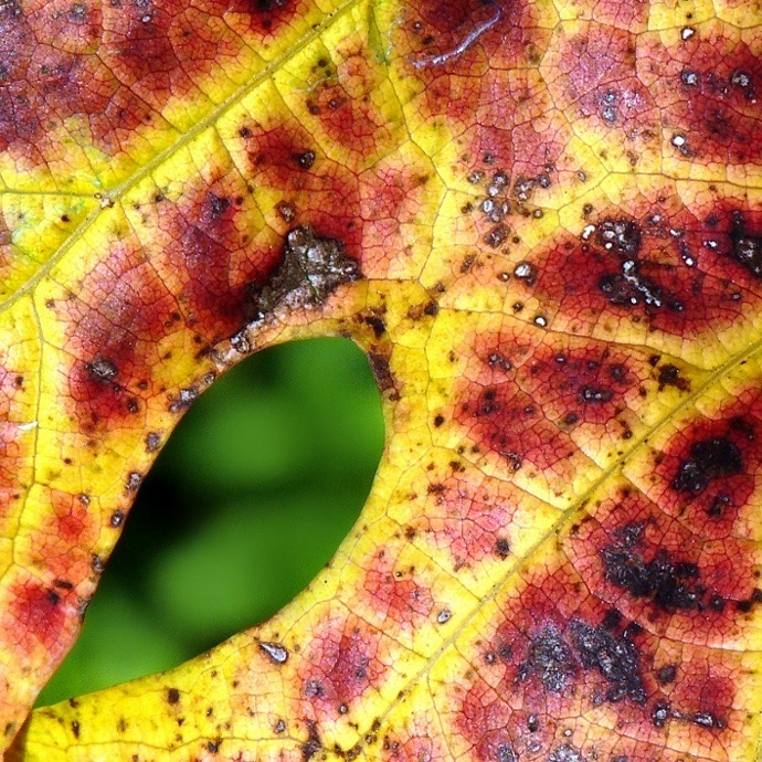 L'erba del vicino....