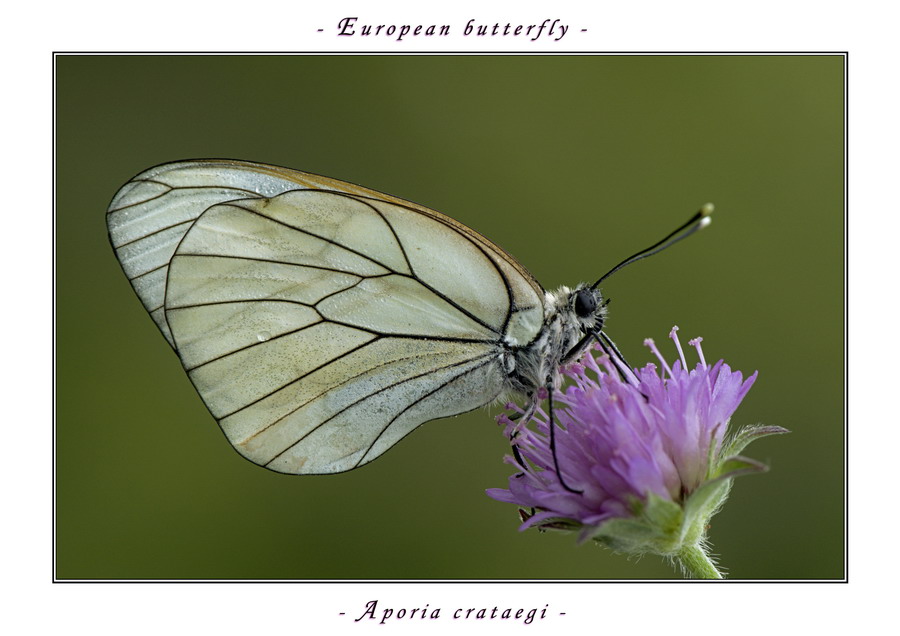 aporia