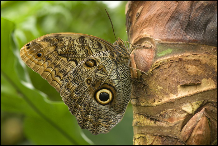 caligo eurilochus