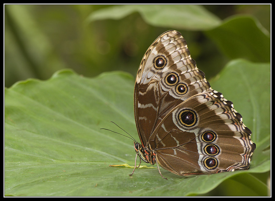 morpho peleides