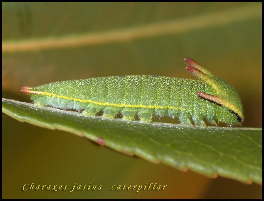 caterpillar of charaxes jasus