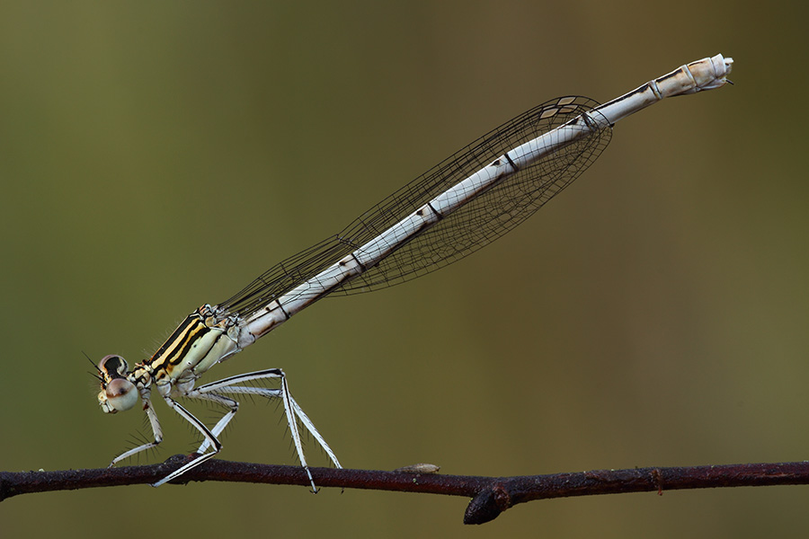 Damigella di profilo