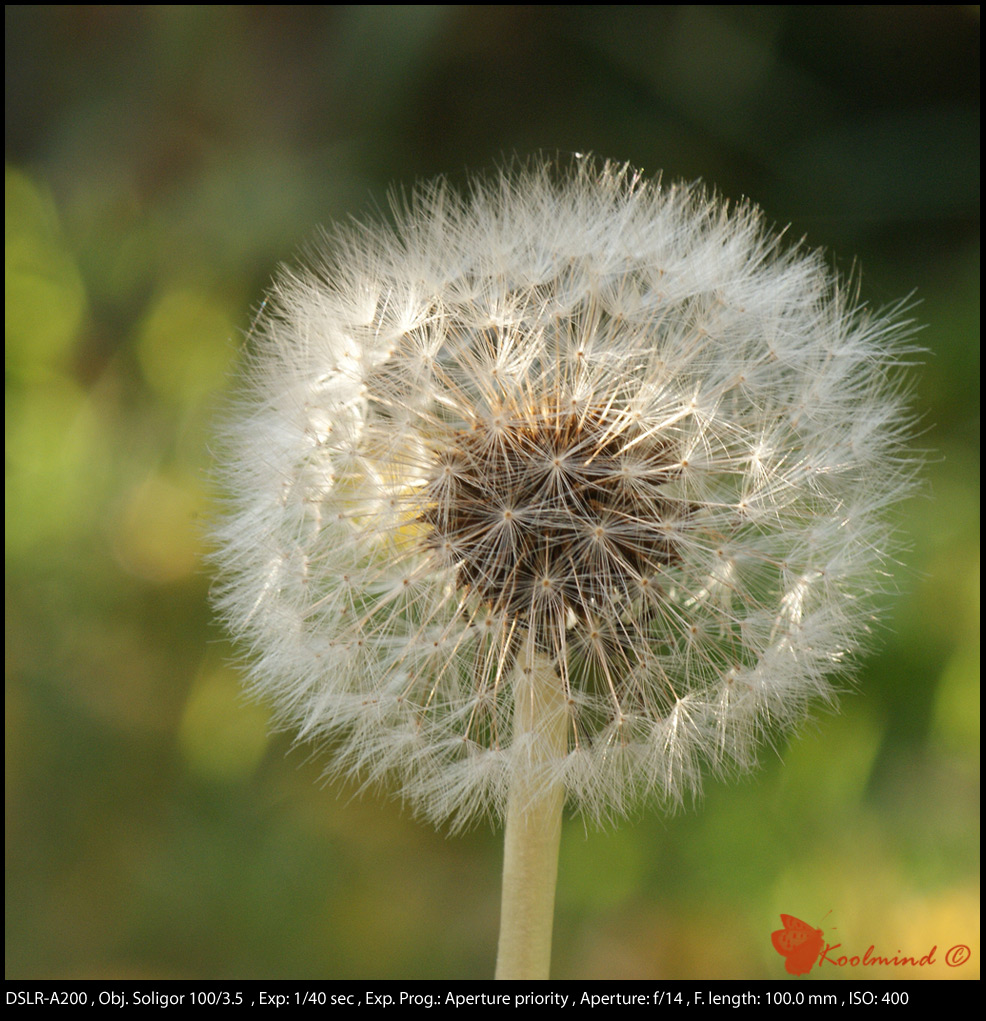 Tentativo di soffione