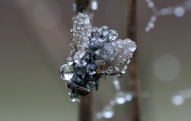 Trappola di gocce...