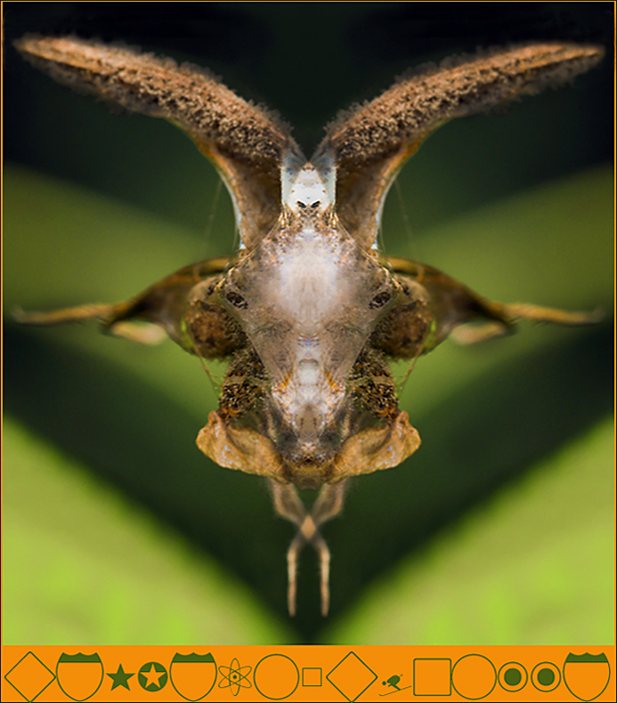 capretta dei monti  pisani