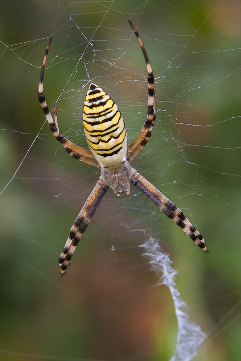 Argiope bruennichi