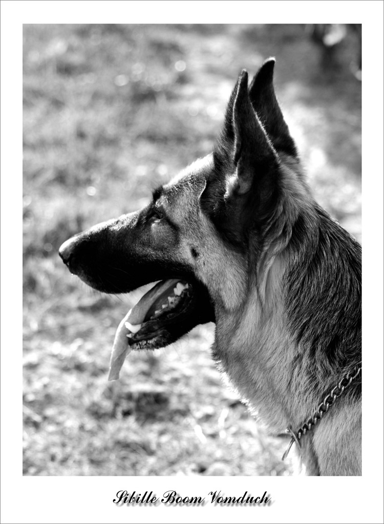 Sibille Boom Vomduch