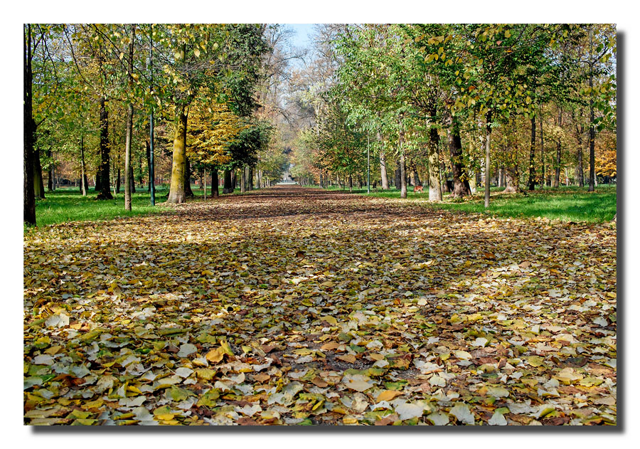 Autunno in un parco cittadino