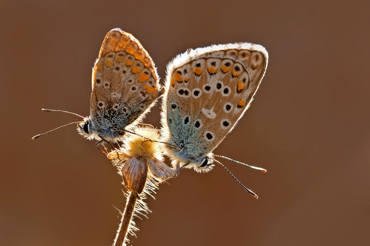 Villetta bifamigliare :-)