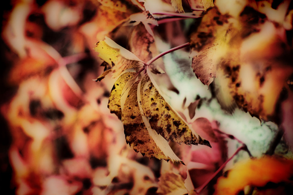 siamo alla fine dell'autunno