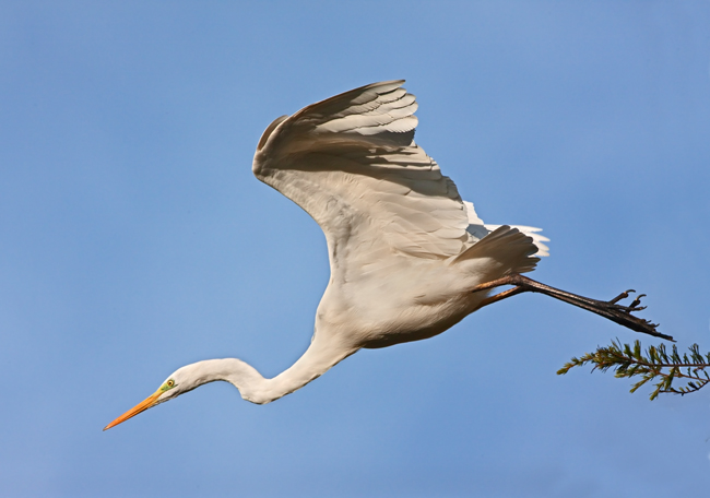 Airone bianco maggiore (Egretta alba) - in picchiata