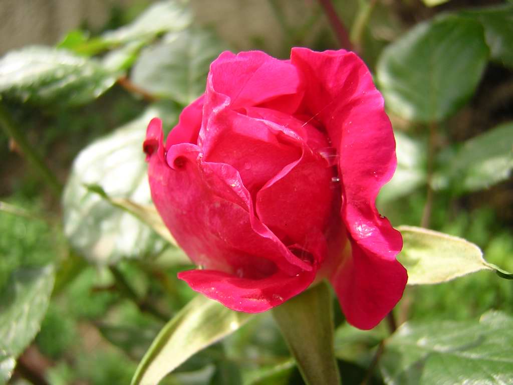 rosa