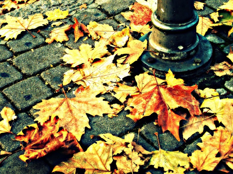 Il mio pensiero di te