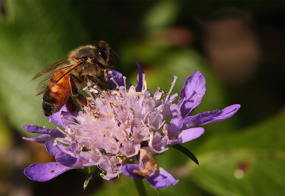 ...L'Impollinazione...!!!