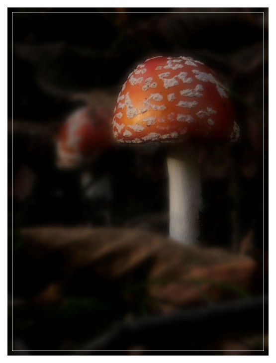 Aspettando Biancaneve...