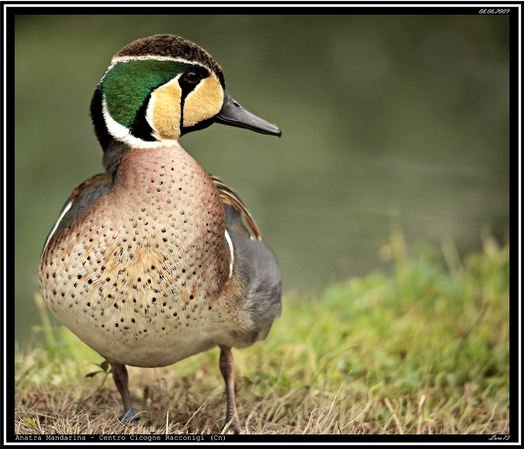 Anatra Mandarina Giovane