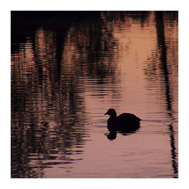 La folaga del lago di rame