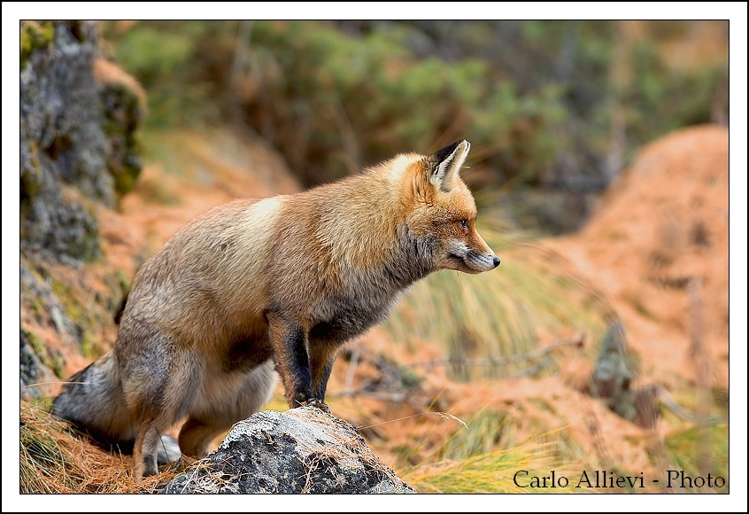 Volpe di vedetta - Valnontey