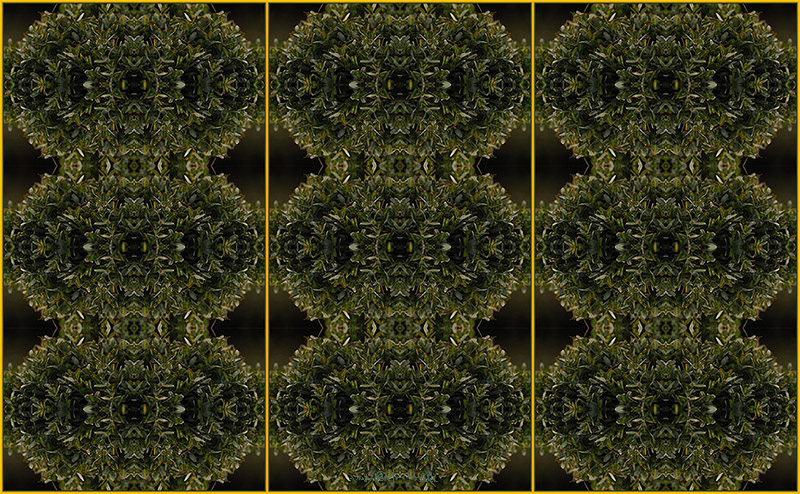 foglie verdi di bosso