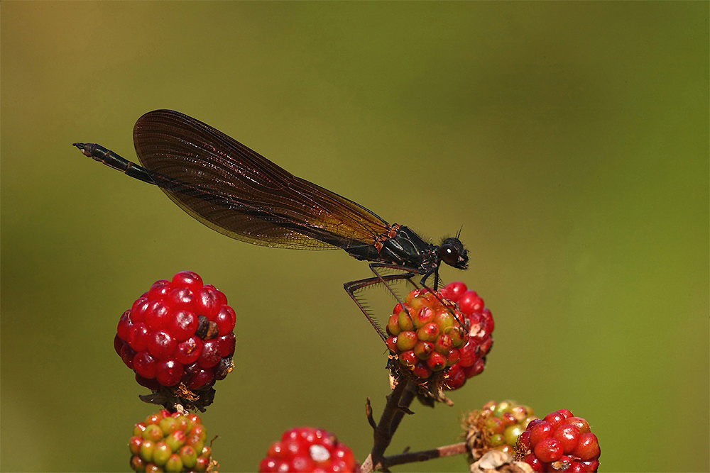 ...Mora....Tra Le More...!!!