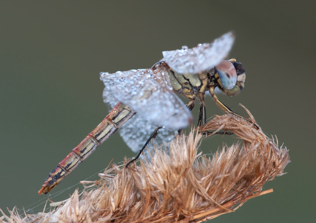 Libellula