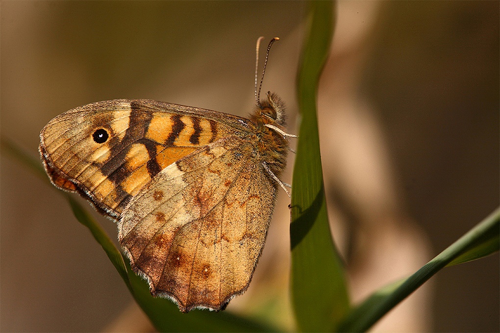 ...Farfalla....Ma senza Pretese...!!!