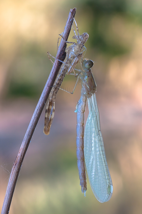 L'alba di una nuova vita... ultima parte!