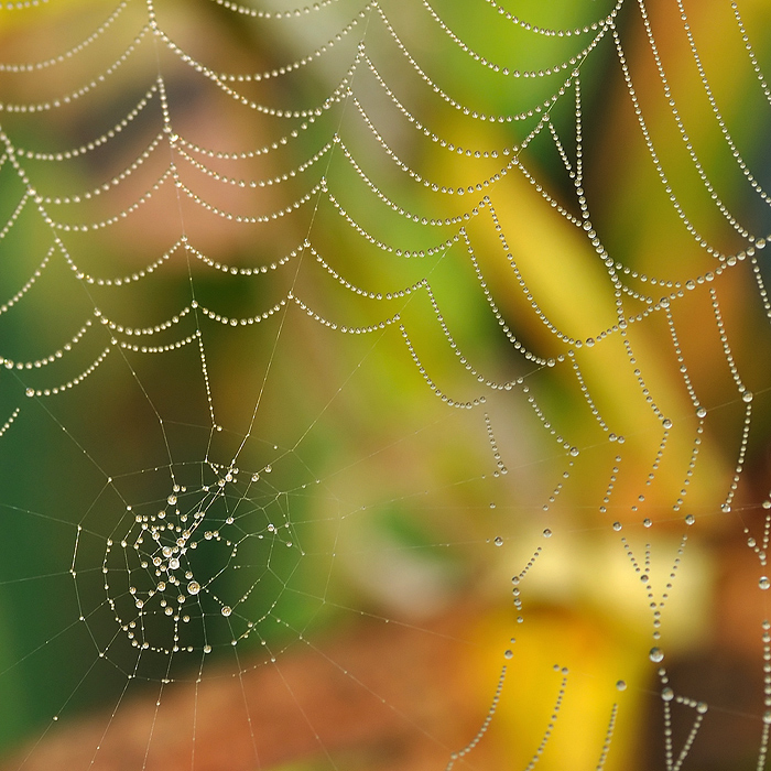 Coltivazione di perle