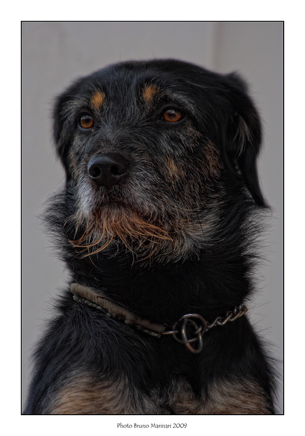 Un bellissimo cane!!